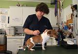 JACK RUSSEL - PIQURE  023
